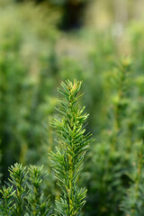 Irish Yew Fastigiata Robusta