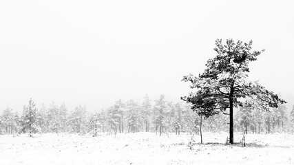Pine tree in fog at first day of January 2021 on small marsh area at Tammela, Finland. 