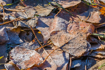Fallen leaves in the hoarfrost in an early winter morning. Early winter and frost on fallen leaves