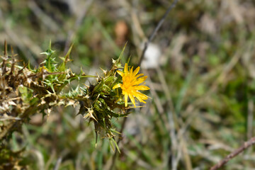 Common golden thistle