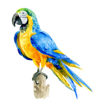 Golden and blue Parrot isolated on white background