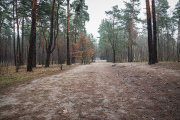 A road and foggy in the deciduous and pine autumn forest. Foggy morning in the autumn mystic pine forest