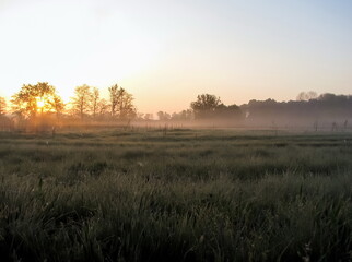 Fototapeta premium Sunrise fog on rural field trees. Sunrise trees fog. Trees in sunrise fog. Sunrise in morning