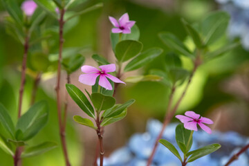  pink Cora flower