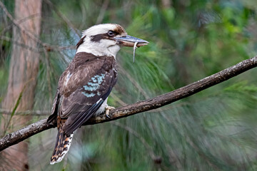Obraz premium Kookaburra with Lizard meal on a gum tree