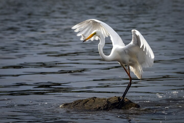 Eastern Great Egret Hunting For Fish. The Eastern Gret Egret is from the family Ardea Modesta