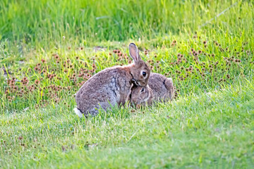 Bunnies in love