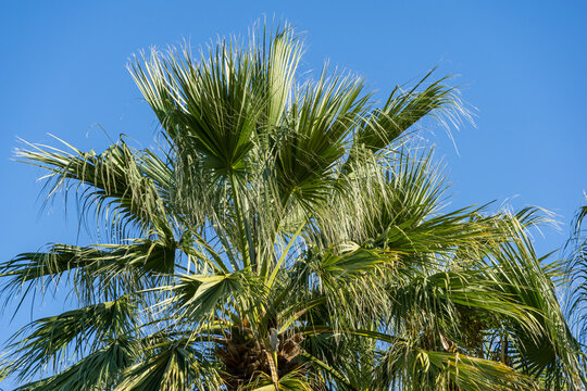 Crown of palm tree Washingtonia filifera, commonly known as California fan palm in Sochi. Luxury leaves with threads on blue sky background