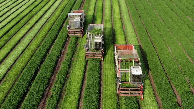 Three Parsley Harvesters processing rows in tight formation, Aerial view.