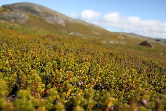 field of crowberry