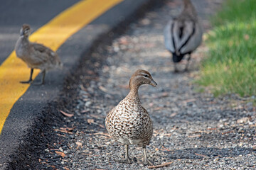 Australian Woodducks near a road crossing