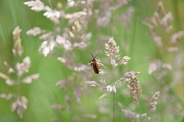 Brown bug on grass