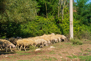 Fototapeta premium sheep in the field