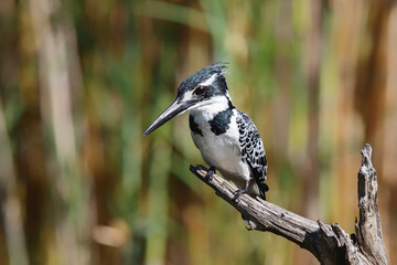 Pied kingfisher (Ceryle rudis) sitting in Kruger National Park in South Africa