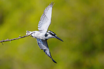Pied kingfisher (Ceryle rudis) spreading his wings in Kruger National Park 