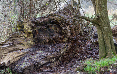 the exposed end of an oak tree trunk that snapped and fell many years ago
