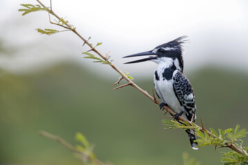 Pied kingfisher (Ceryle rudis) sitting in Kruger National Park in South Africa
