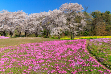 満開の桜と芝桜の咲く庭園