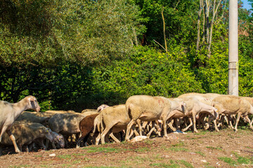 Obraz premium herd of sheep in field