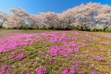 満開の桜と芝桜の咲く庭園