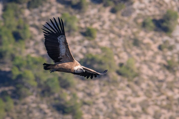Vuelo de buitre leonado en Lorca II - Gyps fulvus
