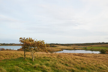 view over the landscape at Flyndersoe lake at fall