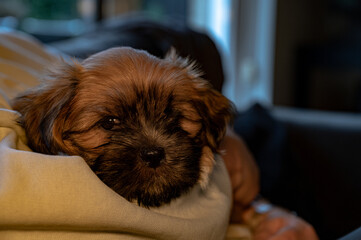 Lhasa Apso puppy