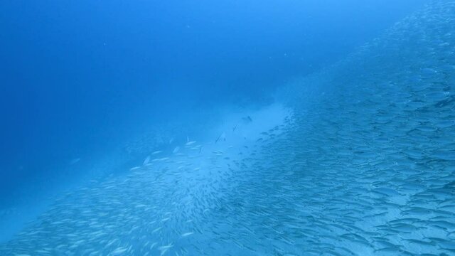 Hunting Blue Runner in bait ball, school of fish in turquoise water of coral reef in Caribbean Sea, Curacao