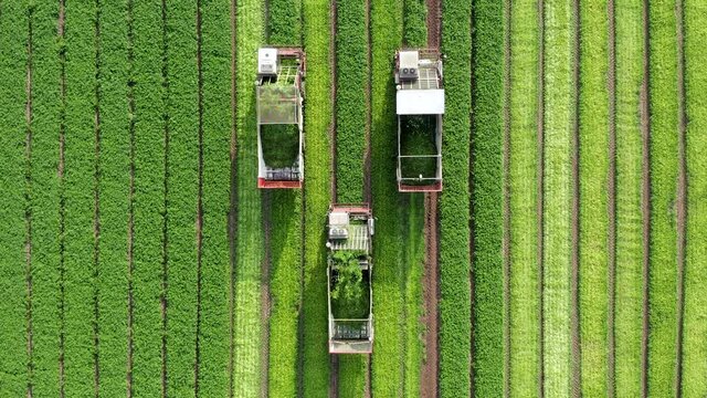 Three Parsley Harvesters processing rows in tight formation, Aerial view.