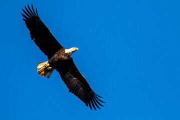 Fototapeta na wymiar american bald eagle