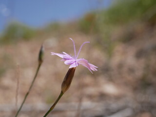 Perennial plant in its natural habitat.Small purple flowers of steppe cloves against the background of dried grass on a sunny summer day. Dianthus polymorphus in the steppe.