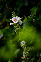 Belly white flowers on a stem in nature.