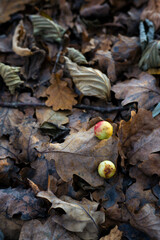 Balls of beetles on an oak leaf.