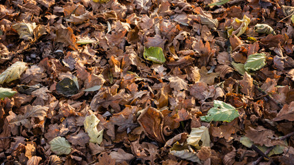 Dry fallen oak and alder leaves.