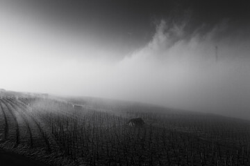 Weinberge im Nebel