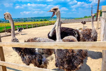 Happy Birds of Ostrich farm