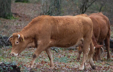 A female cow on the open field,A cow walks on a green meadow and grazes on a green meadow.Life in Nature , Wildlife , Cow in the countryside,Outdoors .