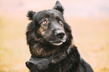 Close Up Beautiful Funny Black German Shepherd Alsatian Wolf Dog Portrait