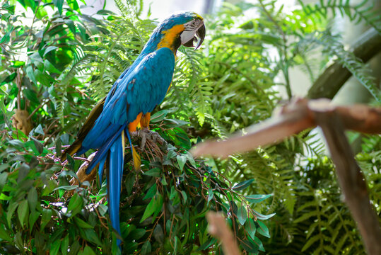 blue and yellow macaw parrot