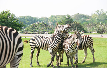 Zebras., Many zebras In a large open zoo Natural atmosphere Green grass and forest background.
