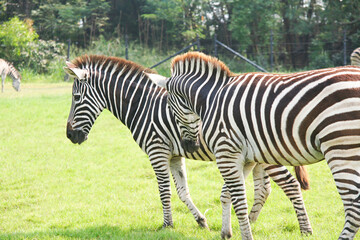 Fototapeta na wymiar Zebras., Many zebras In a large open zoo Natural atmosphere Green grass and forest background.