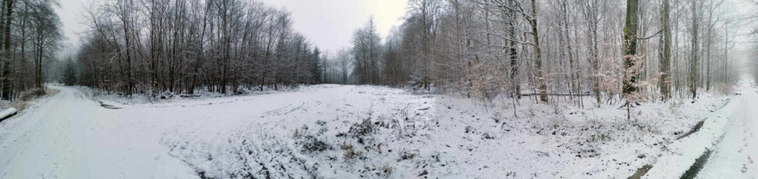 Panorama von Wald im Winter