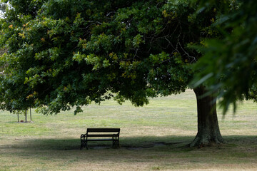 Fototapeta na wymiar Lonely Bench under a tree at Arthur's Seat