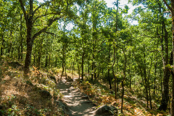 Fototapeta na wymiar path in green oak grove