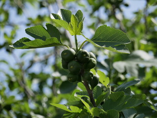 Fruits containing vitamins and minerals. Unripe green figs among the leaves on a tree branch on a sunny spring day. Vegetarian eco-friendly food matures on the sun.