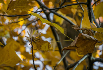 Tulip tree (Liriodendron tulipifera) branch with golden  and yellow autumn leaves and seeds in Sochi.  Close-up autumn foliage of American or Tulip Poplar. Selective focus.