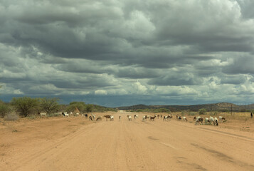 Fototapeta na wymiar A herd of goats crossing the dirt road, Namibia