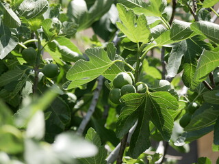 Fruits containing vitamins and minerals. Unripe green figs among the leaves on a tree branch on a sunny spring day. Vegetarian eco-friendly food matures on the sun.