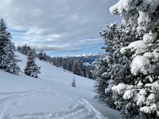 snow covered trees in the mountains