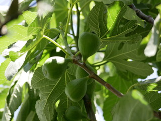 Fruits containing vitamins and minerals. Unripe green figs among the leaves on a tree branch on a sunny spring day. Vegetarian eco-friendly food matures on the sun.